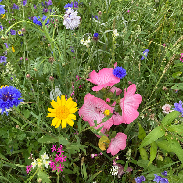 Vielfalt in der Engagement-Landschaft im Amt Hürup – so wie auf dieser Blumenwiese.