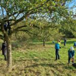 Impressionen der Apfelernte vom 12. Oktober 2024 in Neuseegaard | Apfel-Freunde engagiert im Amt Hürup