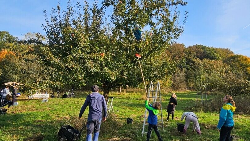 Impressionen der Apfelernte vom 12. Oktober 2024 in Neuseegaard | Apfel-Freunde engagiert im Amt Hürup